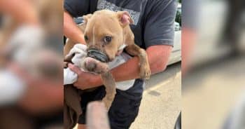 PetWireDaily — Community Rallies Around Abused Puppy as Investigators Search for Answers