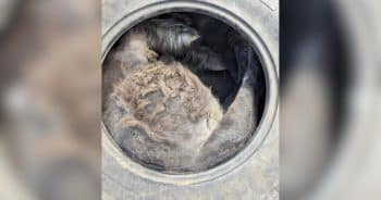 PetWireDaily — Curious Pony Ends Up Trapped Inside a Tractor Tire in Unusual Rescue