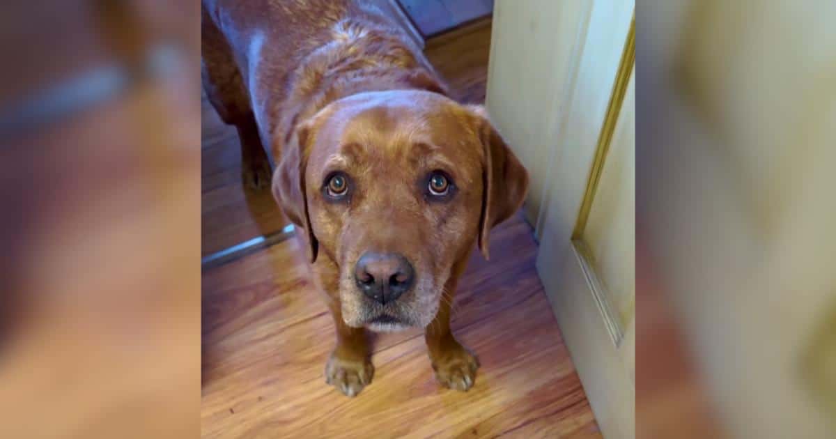 Leo Flunked Service Dog School But Turned Out to Be the Very Best Boy