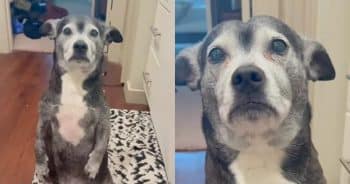 PetWireDaily — Rescue Dog Gives Her Family the Ultimate Guilt Trip Every Time They Leave