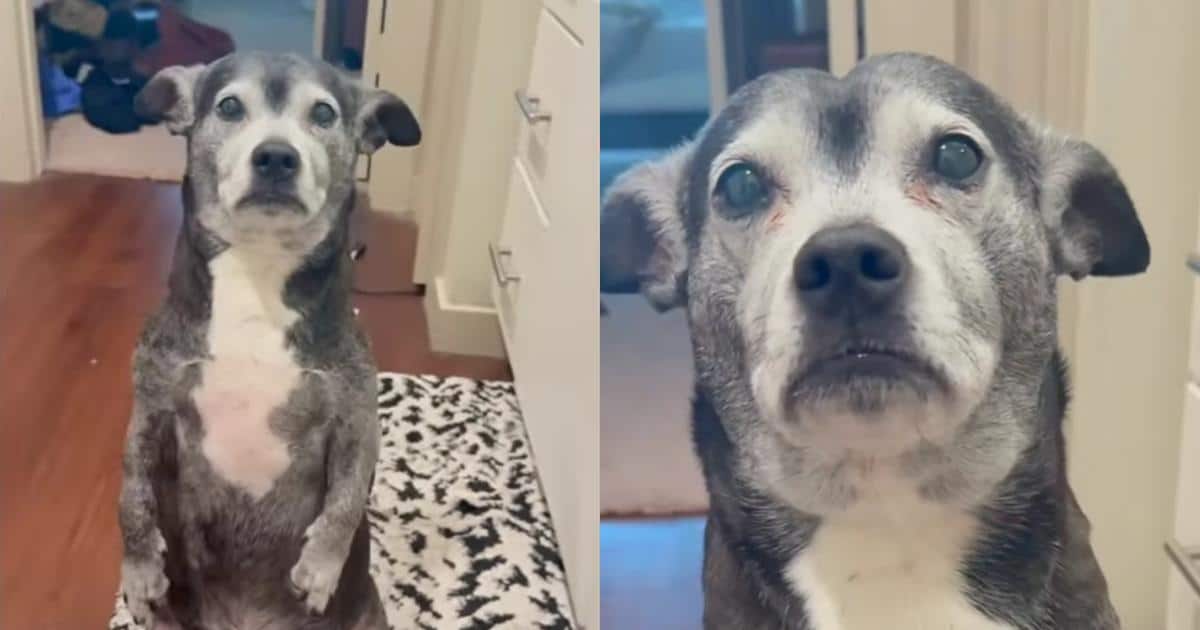 Rescue Dog Gives Her Family the Ultimate Guilt Trip Every Time They Leave