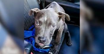 PetWireDaily — Man Finds Tiny Pit Bull Puppy Deep in the Florida Backwoods and Gains Adventure Buddy for Life