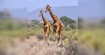 PetWireDaily — Only 117,000 Giraffes Remain: Their Silent Extinction Is Happening Right Before Our Eyes