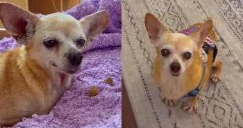 PetWireDaily — Unwanted Senior Dog Helped Heal a Broken Heart After Getting a Second Chance