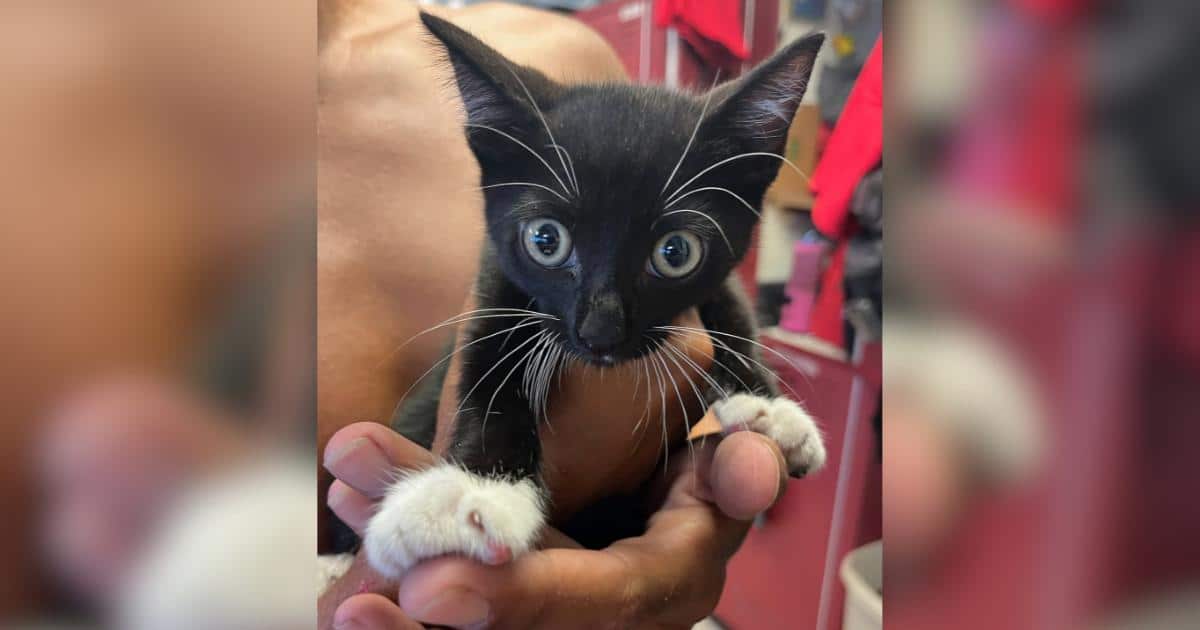 Lifeguards Use Clever Trick to Rescue a Kitten Hidden Inside a Car