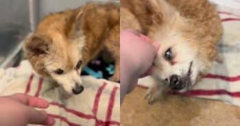 PetWireDaily — After 15 Years With Her Family, This 22-Year-Old Dog Was Given Up Because of Her Age