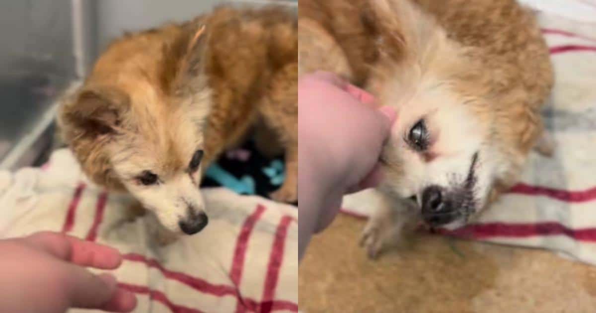 After 15 Years With Her Family, This 22-Year-Old Dog Was Given Up Because of Her Age