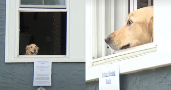 PetWireDaily — Golden Retriever Runs a Doggy Kissing Booth and Brightens Everyone’s Day