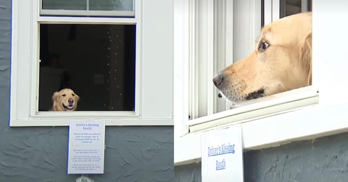 Golden Retriever Runs a Doggy Kissing Booth and Brightens Everyone’s Day