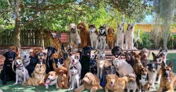 PetWireDaily — This Dog Daycare Deserves an Award for These Perfect Group Photos