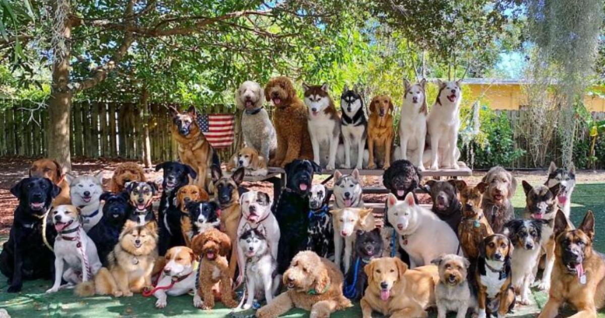 This Dog Daycare Deserves an Award for These Perfect Group Photos