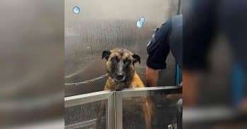 PetWireDaily — K-9’s Late-Night Potty Break Ends in Run-In With a Very Smelly Suspect