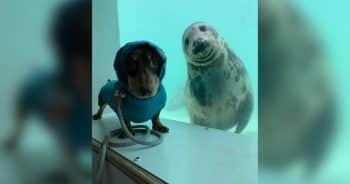 Dachshund meets seal