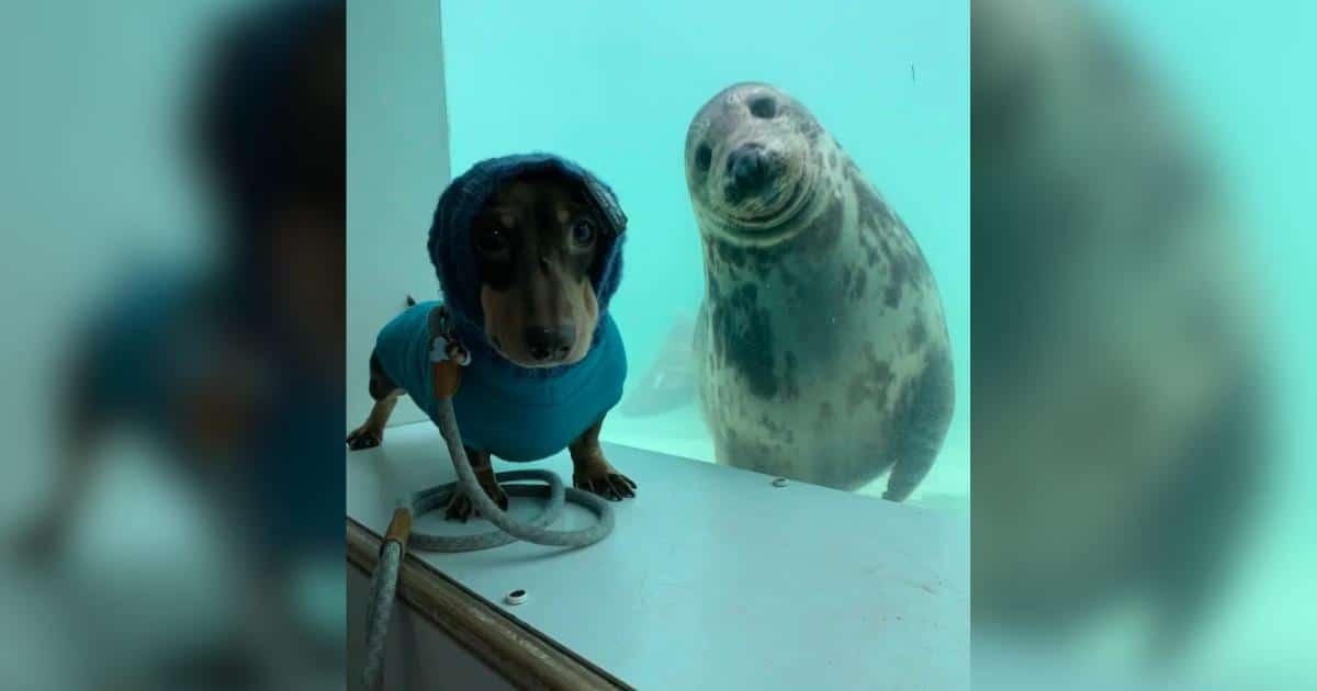 Adorable Dachshund Befriends a Rescued Seal and the Photos Are Priceless