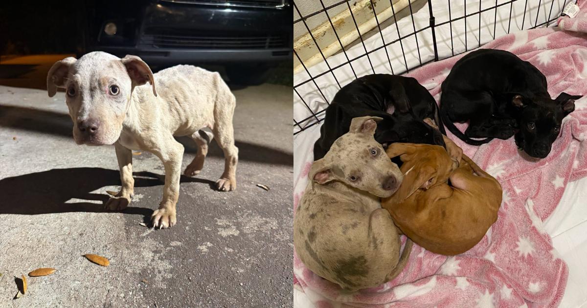 11 Puppies Found Abandoned in Florida Are Now Searching for Forever Homes