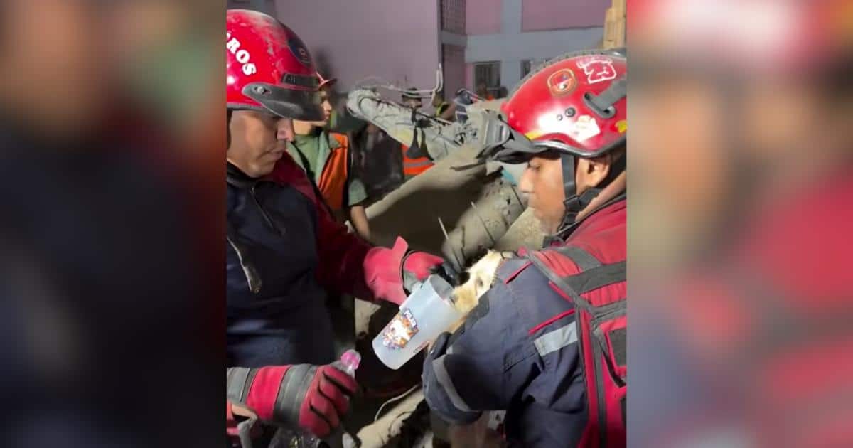Tiny Puppy Pulled Alive From Venezuela Earthquake Rubble in Dramatic Rescue