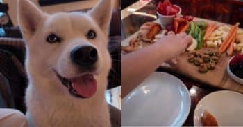 PetWireDaily — Build the Perfect Barkuterie Board for Your Dog