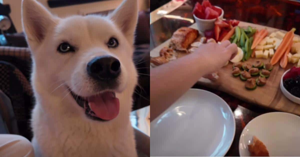 Build the Perfect Barkuterie Board for Your Dog