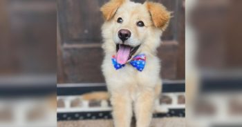PetWireDaily — This Adorable Rescue Puppy Is the Timeline Cleanse You Didn’t Know You Needed