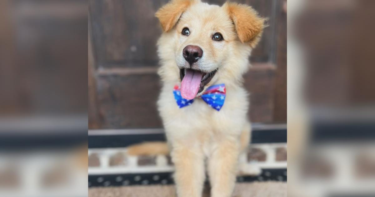 This Adorable Rescue Puppy Is the Timeline Cleanse You Didn’t Know You Needed