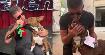 PetWireDaily — Simon Cowell Helps an Adoptable Rescue Pittie Shine Like a Star on AGT Set