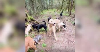 dog with a big stick