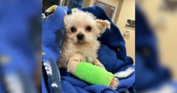 PetWireDaily — Dog’s Fur Was So Severely Matted That His Leg Had to Be Amputated
