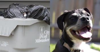 PetWireDaily — Garbage Truck Crew Rescues Puppy From Trash Can and Gives Him a New Life
