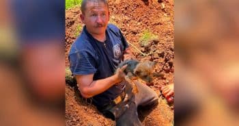 PetWireDaily — 12-Year-Old Yorkie Stuck in a Groundhog Hole Is Saved by Local Heroes