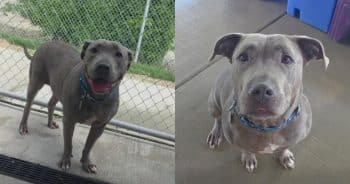 PetWireDaily — Stray Dog Walks Herself Into an Animal Shelter Like She Had a Reservation
