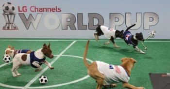 PetWireDaily — These Rescue Puppies Are About to Take Over Soccer Spotlight in “World Pup”