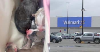PetWireDaily — Abandoned Puppies Reunited With Their Mom After Being Left in a Walmart Parking Lot