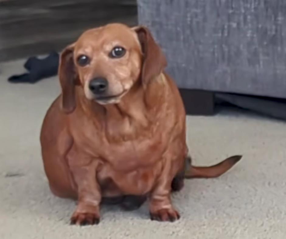 Daisy the dachshund before her weight loss journey