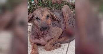 PetWireDaily — Most People Saw a Sick Puppy. One Person Saw a Fighter.