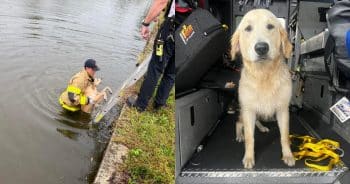 PetWireDaily — Good Boy Rescued From Canal Gets Help Finding Family From Firefighters and EMS Crew