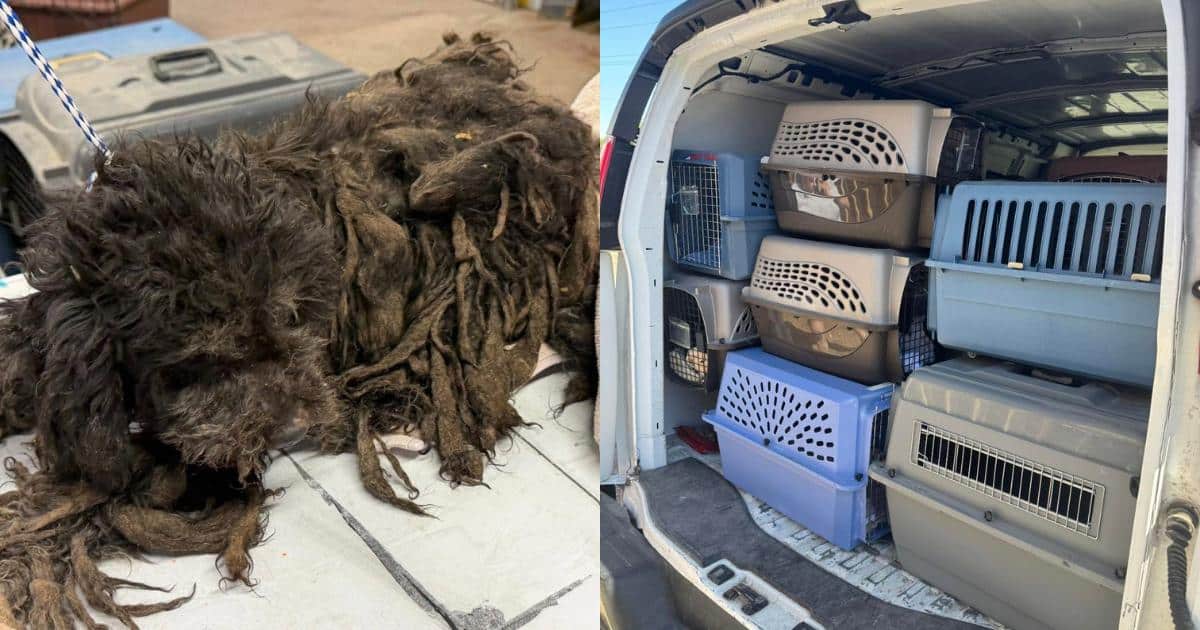 41 Dogs Rescued From Suspected Hoarding Case Begin Their Journey to Healing