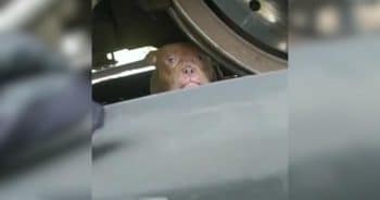 PetWireDaily — Pit Bull Stuck Under a Train Is Saved Thanks to One Officer’s Lunch