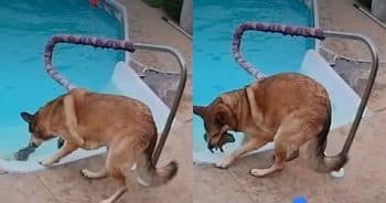PetWireDaily — Pool Camera Captures Dog’s Incredible Rescue of a Drowning Bunny