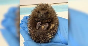 PetWireDaily — A Tiny Threat Nearly Cost This Young Hedgehog Its Life