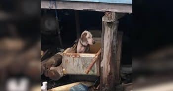 PetWireDaily — Tied-Up Dog Starved to Be a “Better” Hunter Finally Gets the Life She Deserved