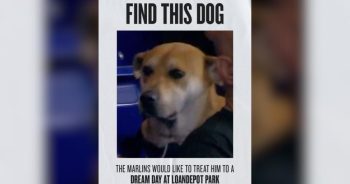 PetWireDaily — MLB Marlins Found the Viral ‘Sad Dog’…Now He’s Getting His Own Hot Dog