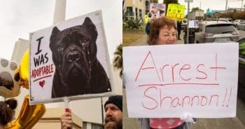 PetWireDaily — Animal Rescue Accused of Killing Dogs It Claimed Had Been Adopted