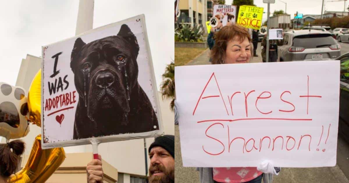 Animal Rescue Accused of Killing Dogs It Claimed Had Been Adopted