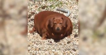 PetWireDaily — Obese Dachshund Who Could Barely Walk Shows the Power of Never Giving Up
