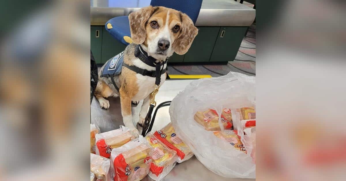 Customs Beagle Had the Best Day Ever After Finding 100 Sandwiches in One Suitcase