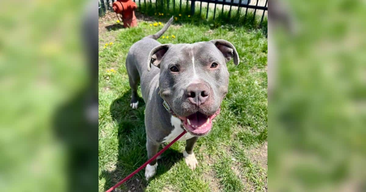 Meet Ace, the 95-Pound Wannabe Lap Dog Who Comes With Unlimited Drool