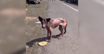 PetWireDaily — Dog Left for Dead After Being Hit by a Car Finally Finds His Happy Ending
