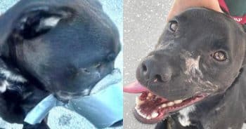 PetWireDaily — Dog Found With Duct Tape Around His Snout Is Improving After Horrific Ordeal
