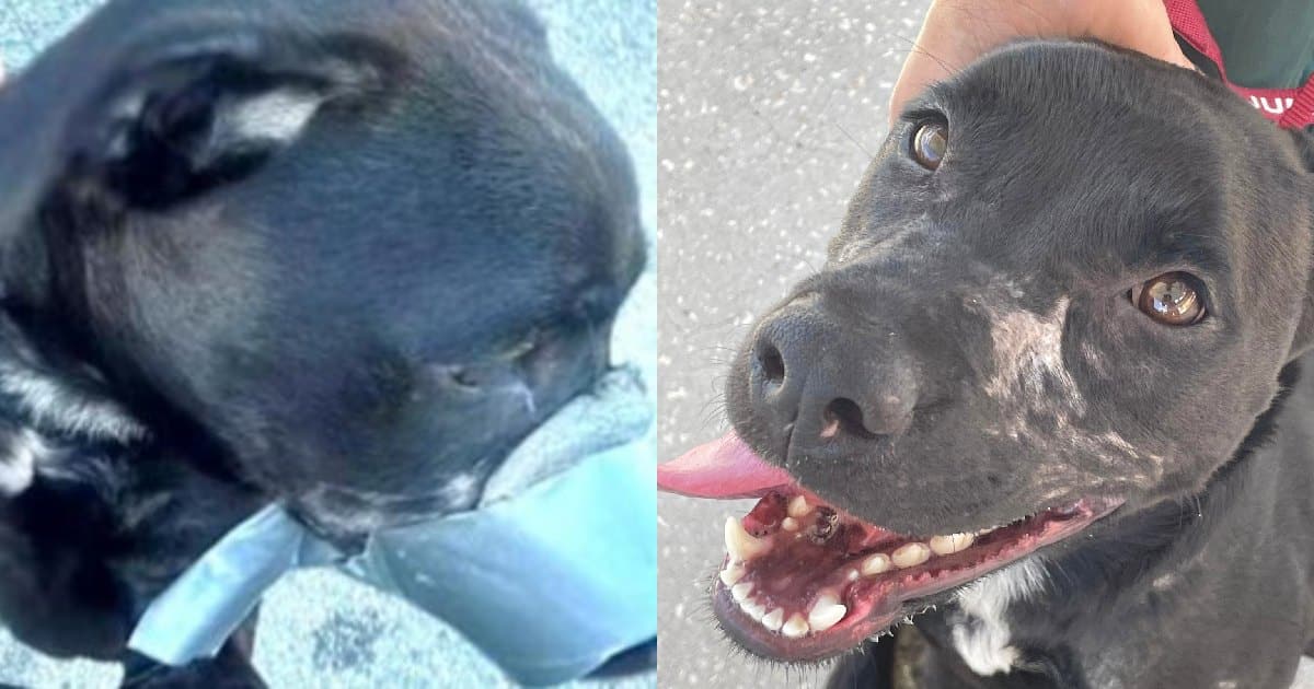 Dog Found With Duct Tape Around His Snout Is Improving After Horrific Ordeal