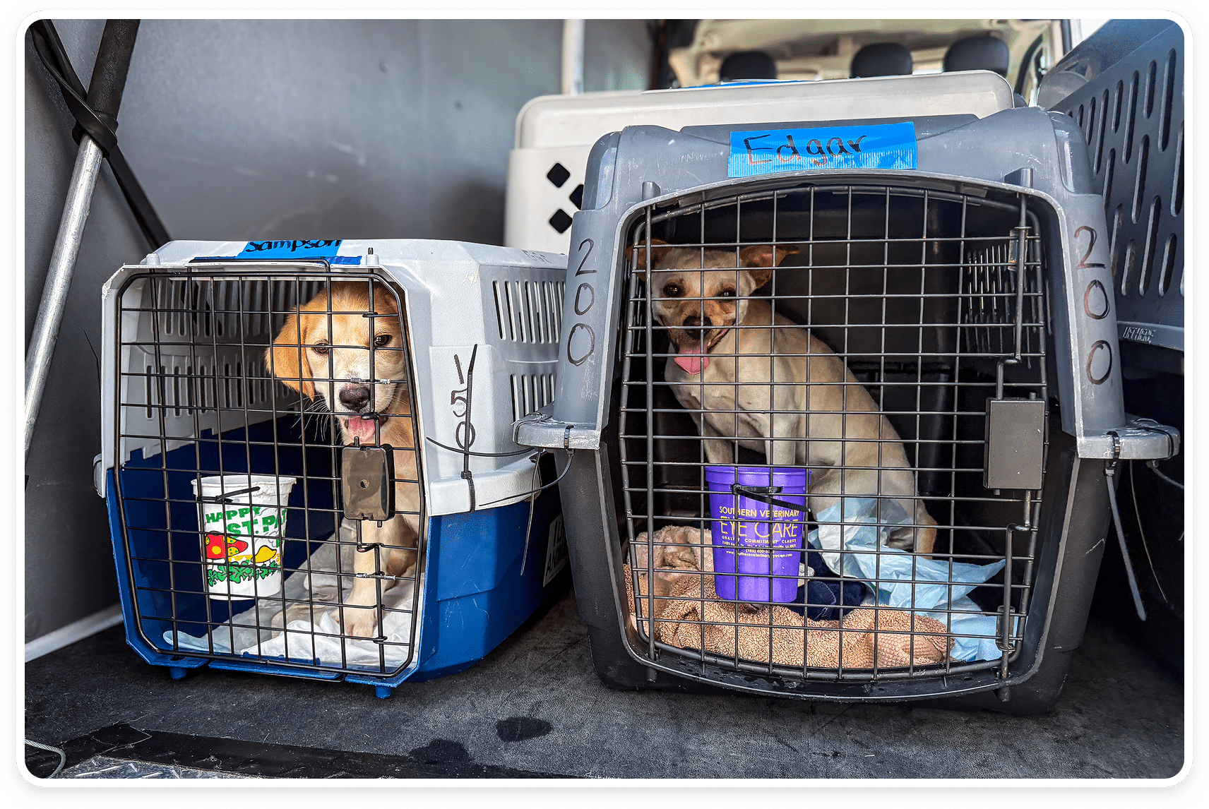 dogs